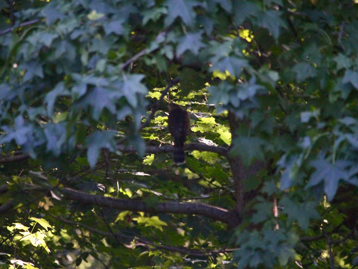 Sharp-shinned Hawk - ML178091631