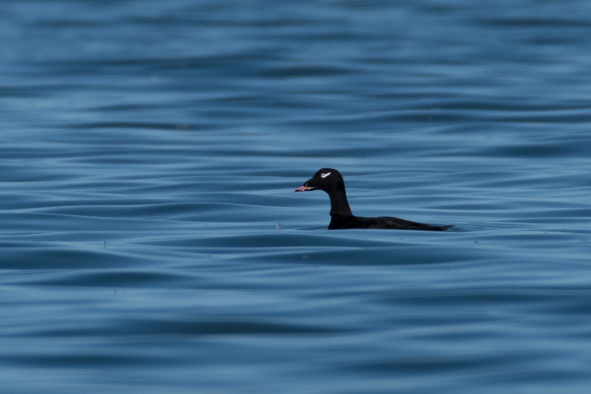 White-winged Scoter - ML178091681