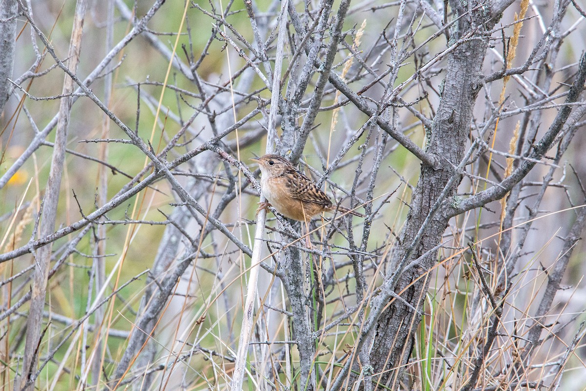 Sedge Wren - Meghan Mickelson