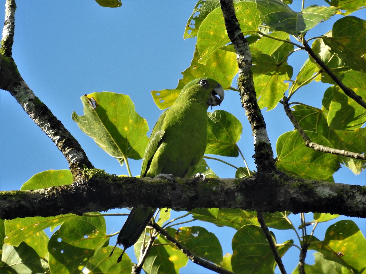 Mindoro Racquet-tail - Ronet Santos