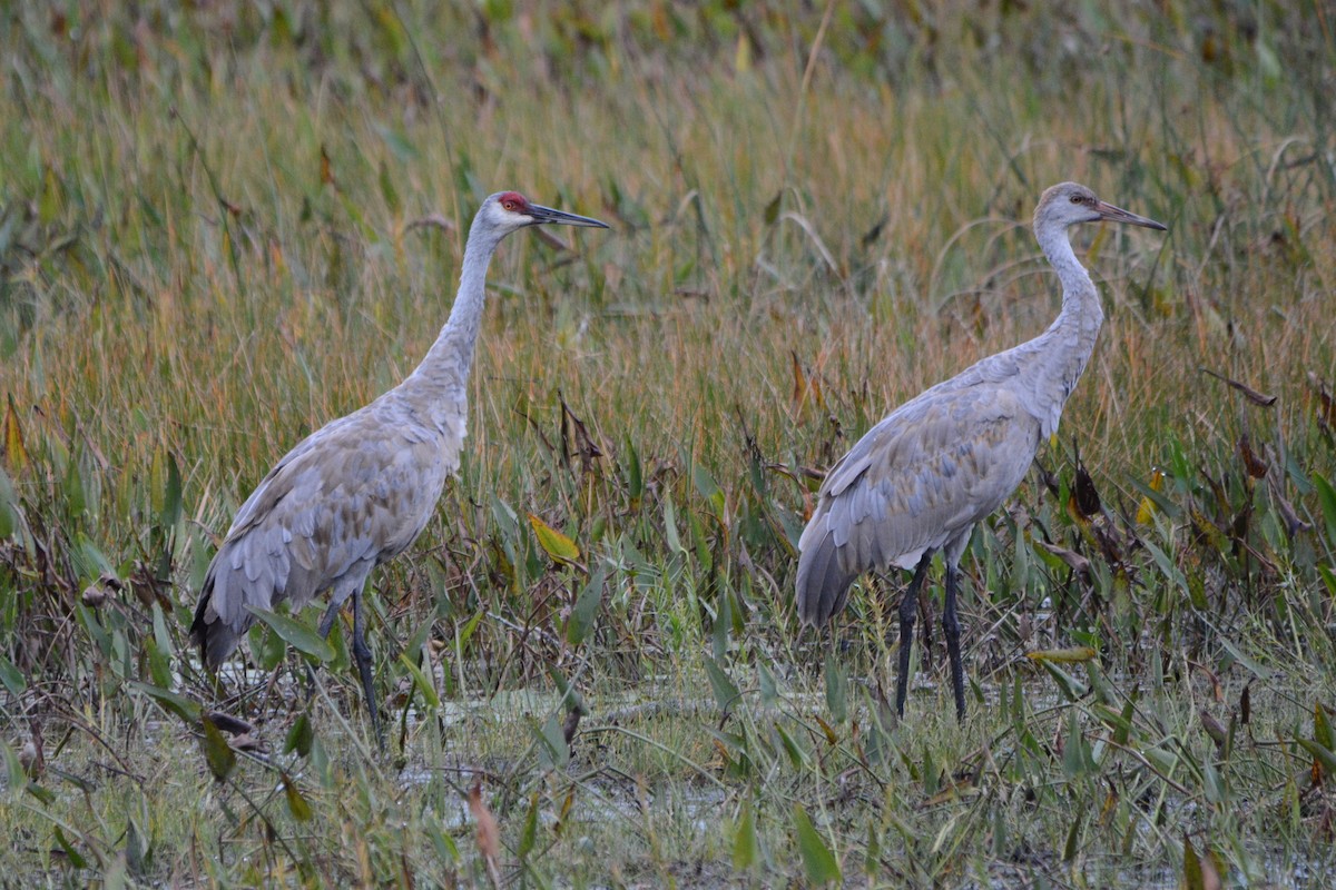 Sandhill Crane - ML178096841