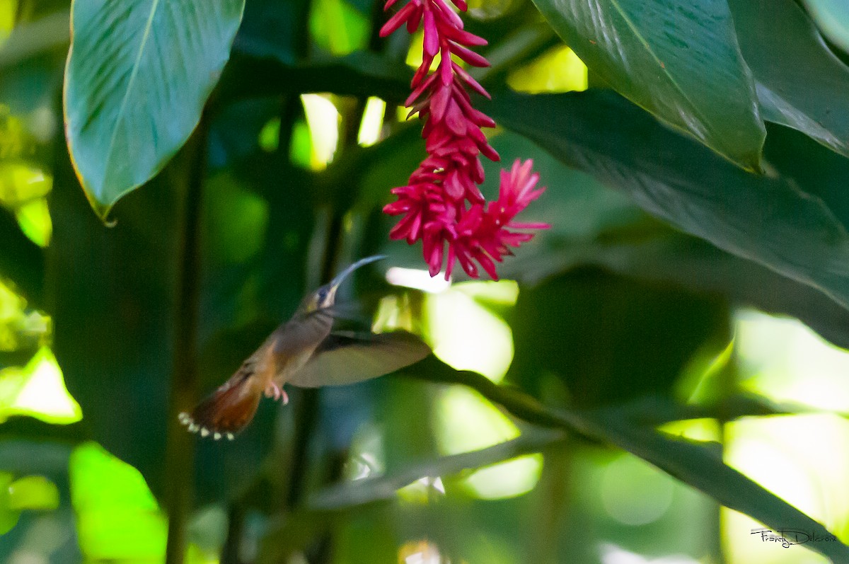 Rufous-breasted Hermit - ML178097141