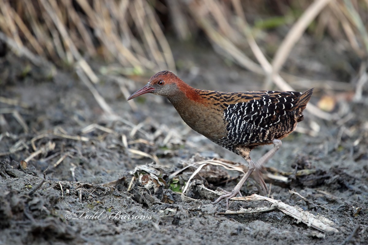 Lewin's Rail - ML178099321