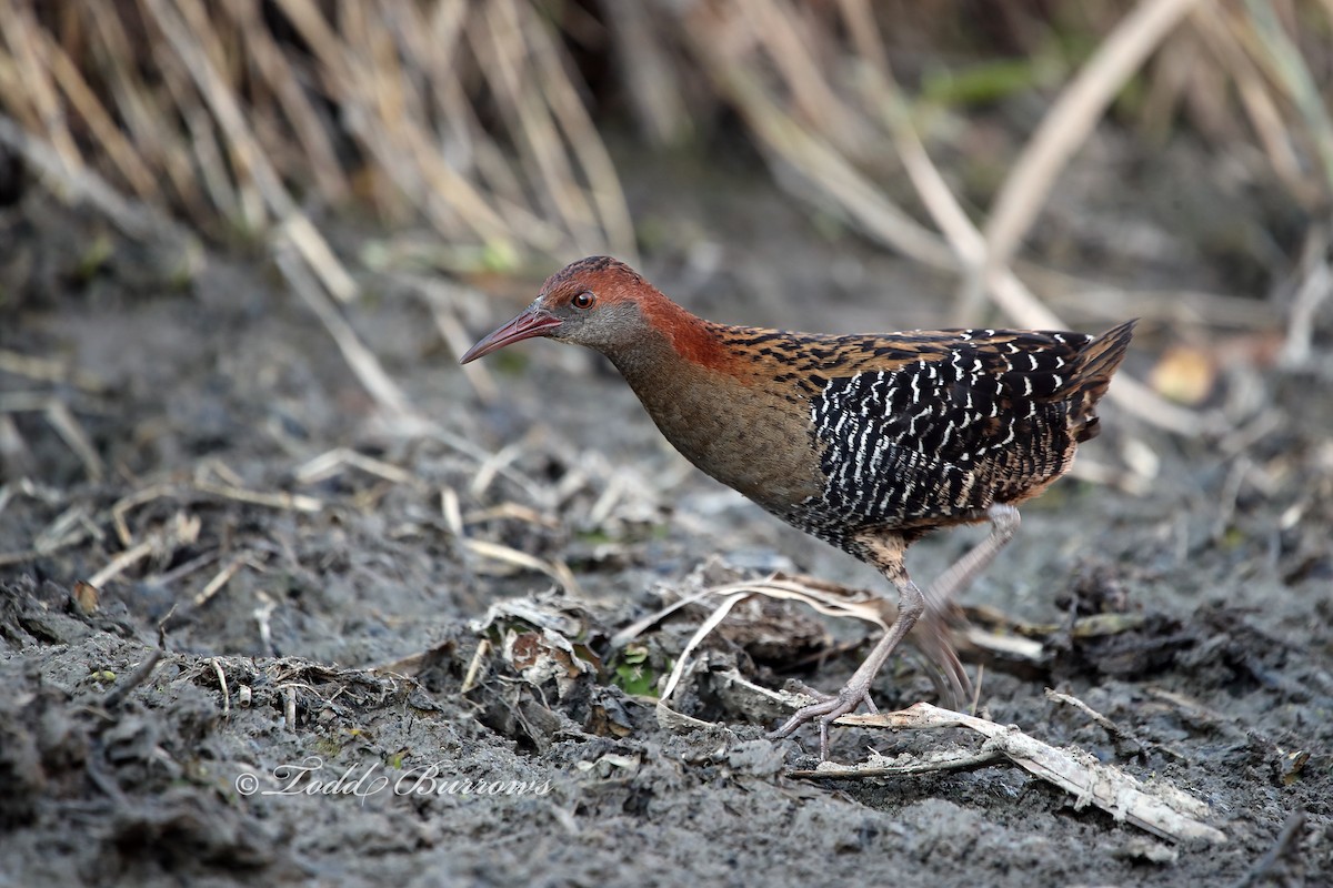 Lewin's Rail - Todd Burrows