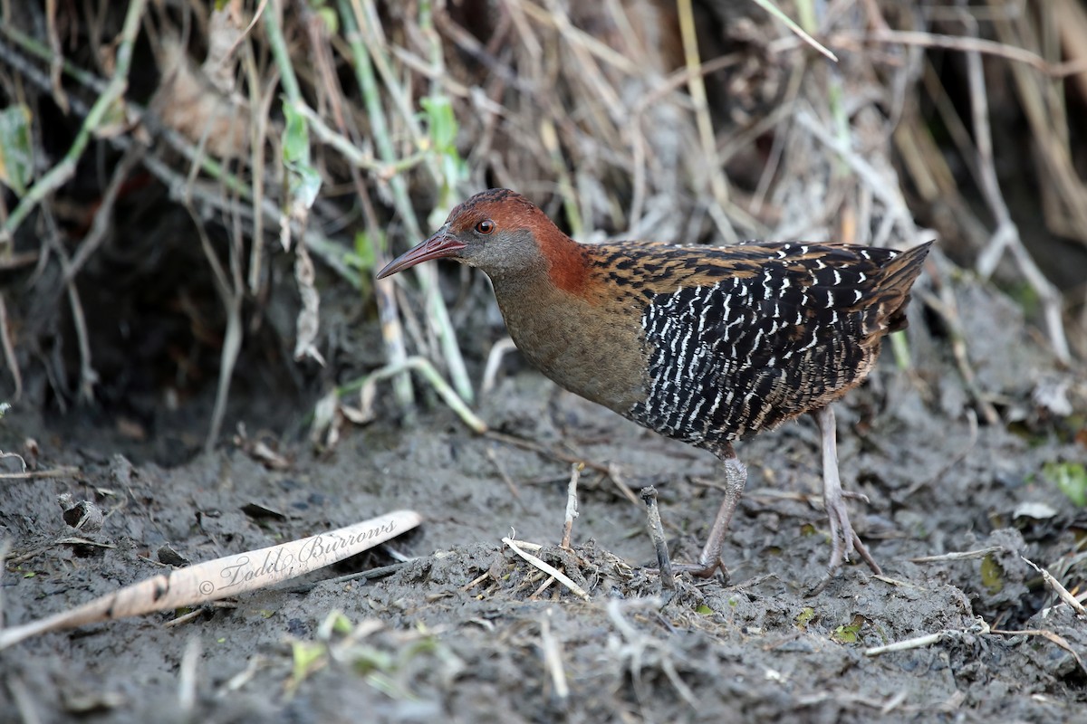 Lewin's Rail - Todd Burrows