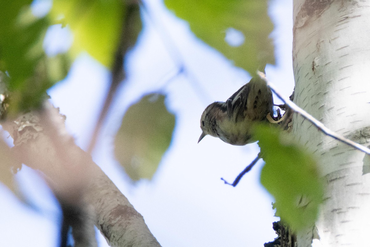 Black-and-white Warbler - ML178099621