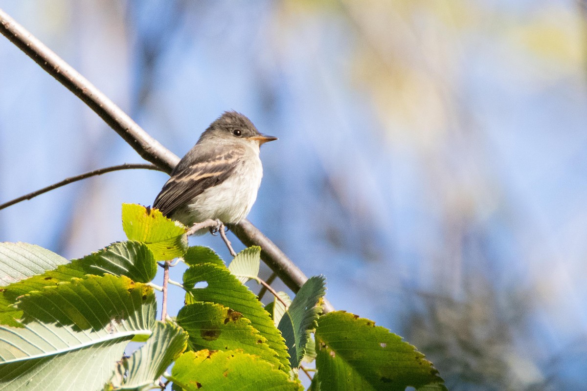 Eastern Wood-Pewee - ML178099721