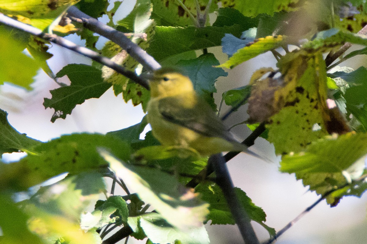 Tennessee Warbler - ML178099781