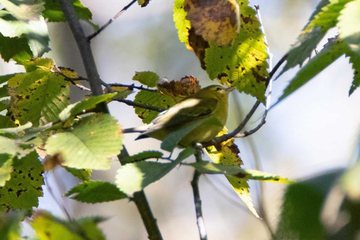 Tennessee Warbler - ML178099791