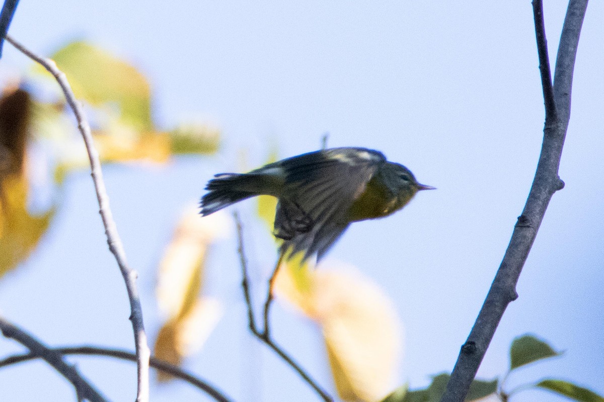 Northern Parula - ML178099811