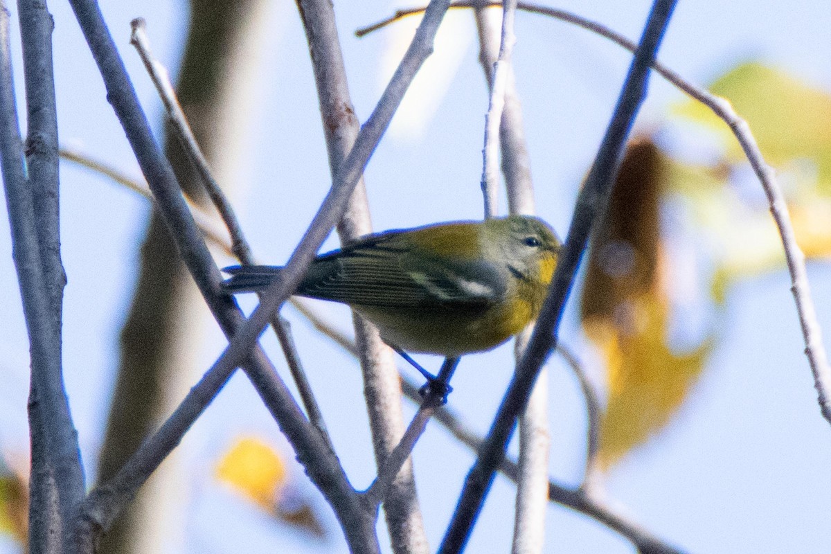 Northern Parula - ML178099821