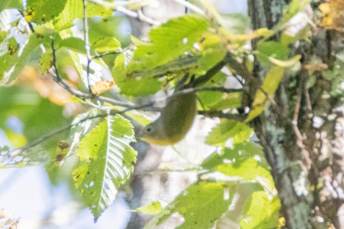 Nashville Warbler - ML178099841