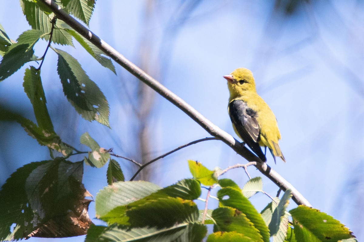 Scarlet Tanager - ML178099861