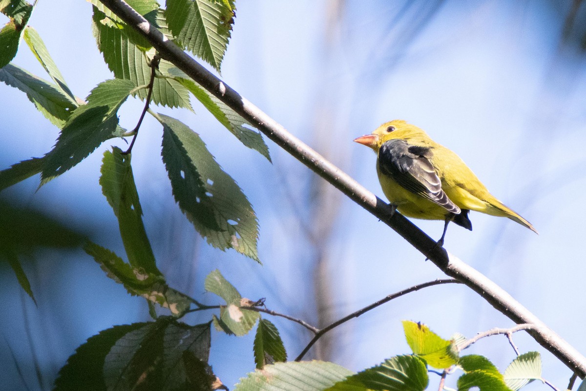 Scarlet Tanager - ML178099871