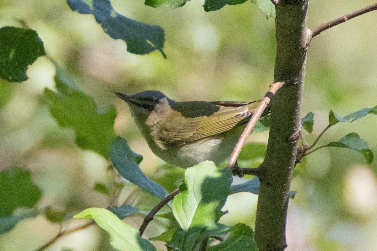 Red-eyed Vireo - ML178099881