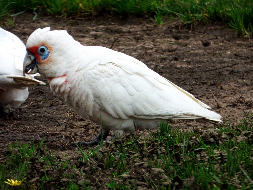 Long-billed Corella - ML178100041