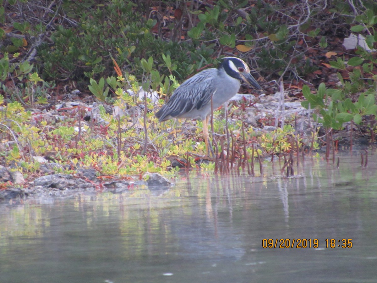 Yellow-crowned Night Heron - Vivian F. Moultrie