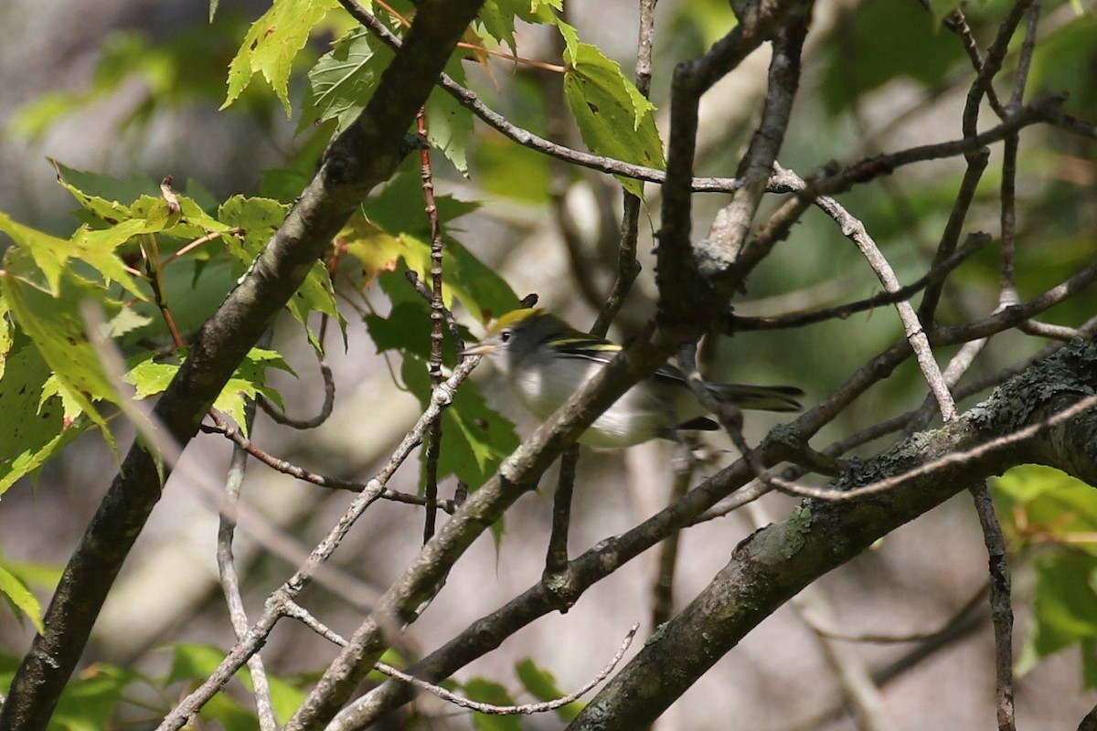 Chestnut-sided Warbler - ML178101541