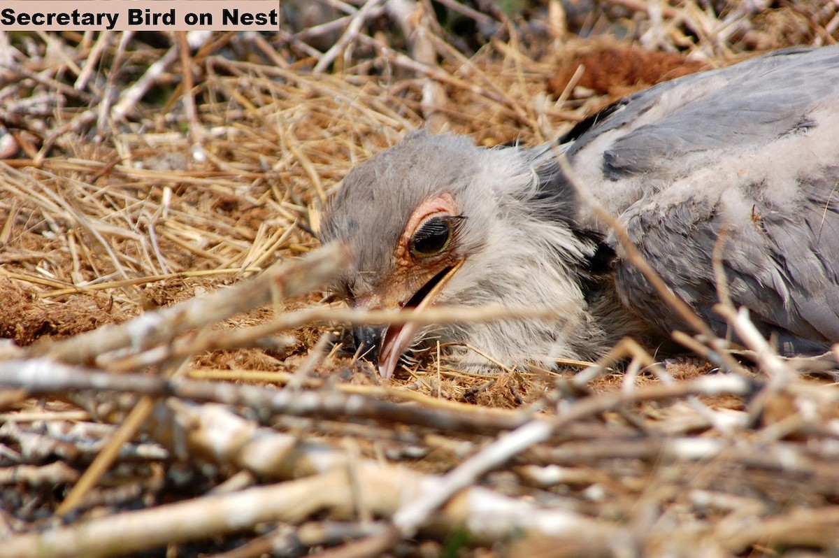 Secretarybird - ML178102201