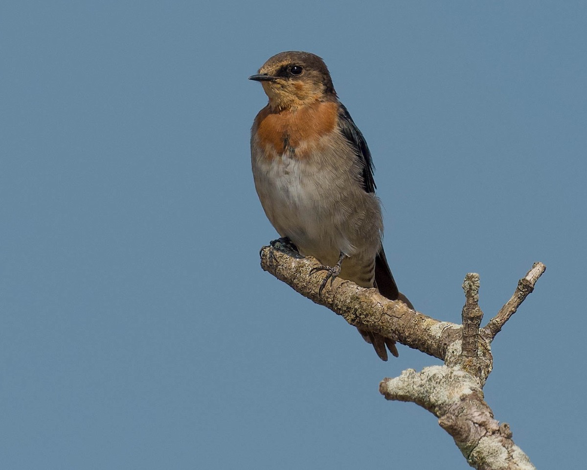 Hirondelle messagère - ML178102341