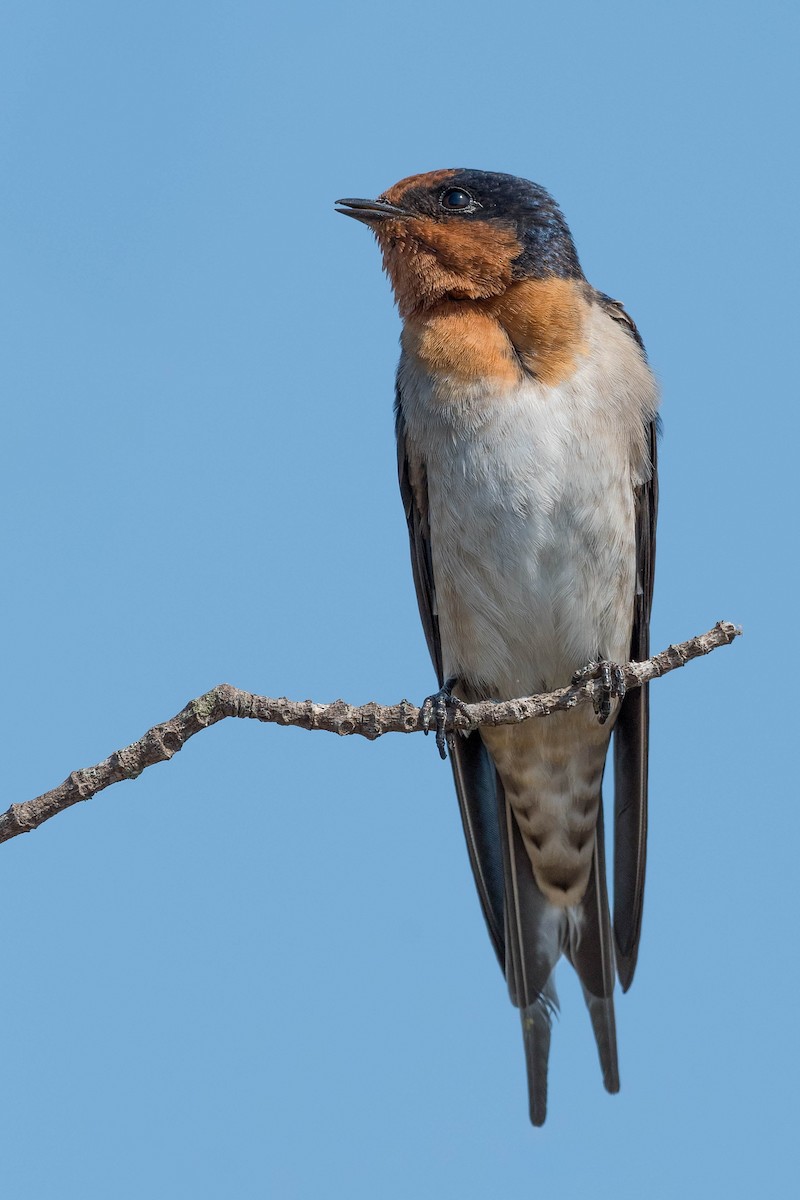 Hirondelle messagère - ML178102441