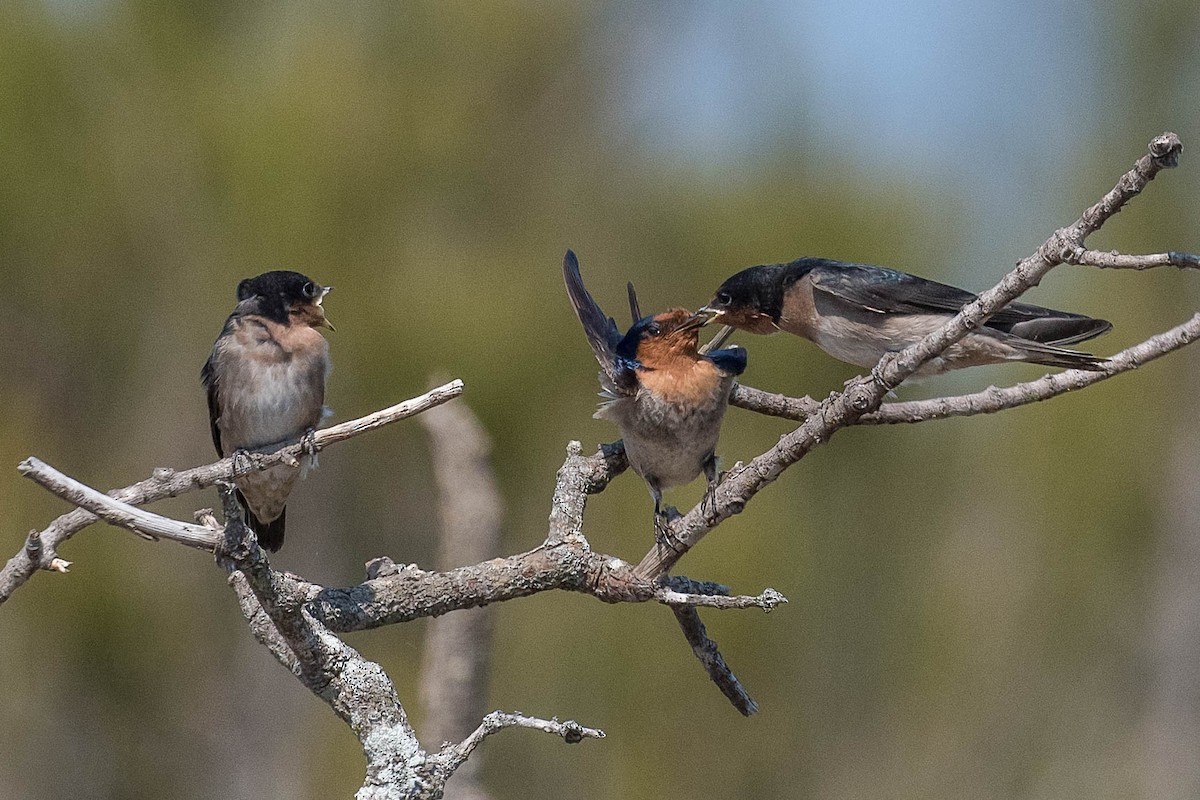 Hirondelle messagère - ML178102451