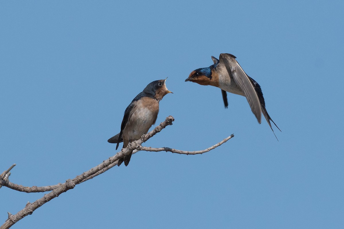 Hirondelle messagère - ML178102481