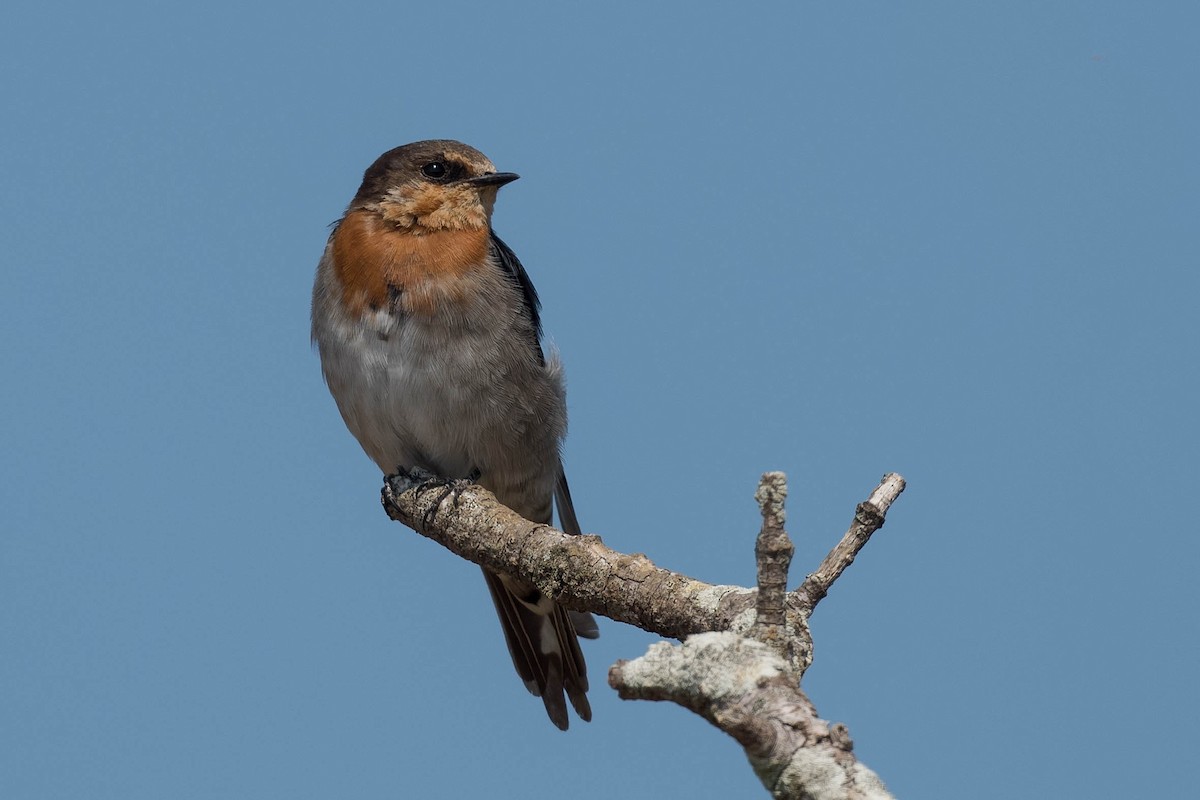 Hirondelle messagère - ML178102651