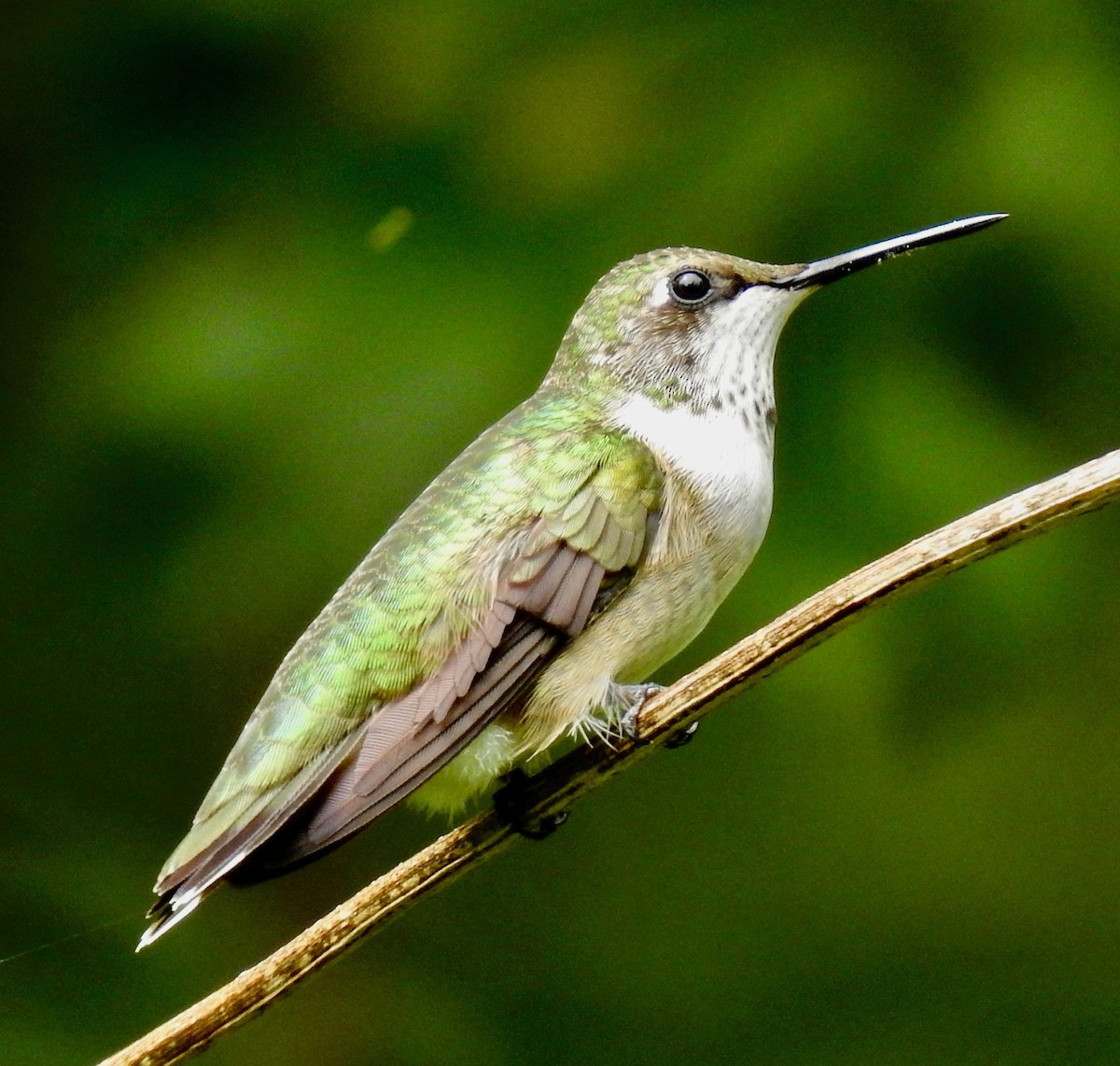 Ruby-throated Hummingbird - Van Remsen