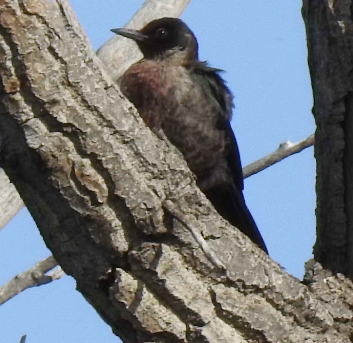 Lewis's Woodpecker - ML178104261