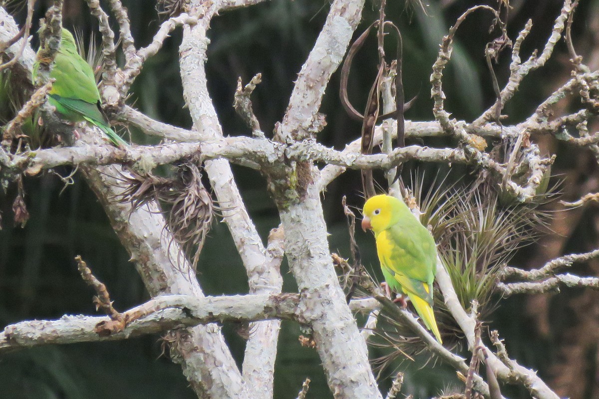 Yellow-chevroned Parakeet - ML178104971