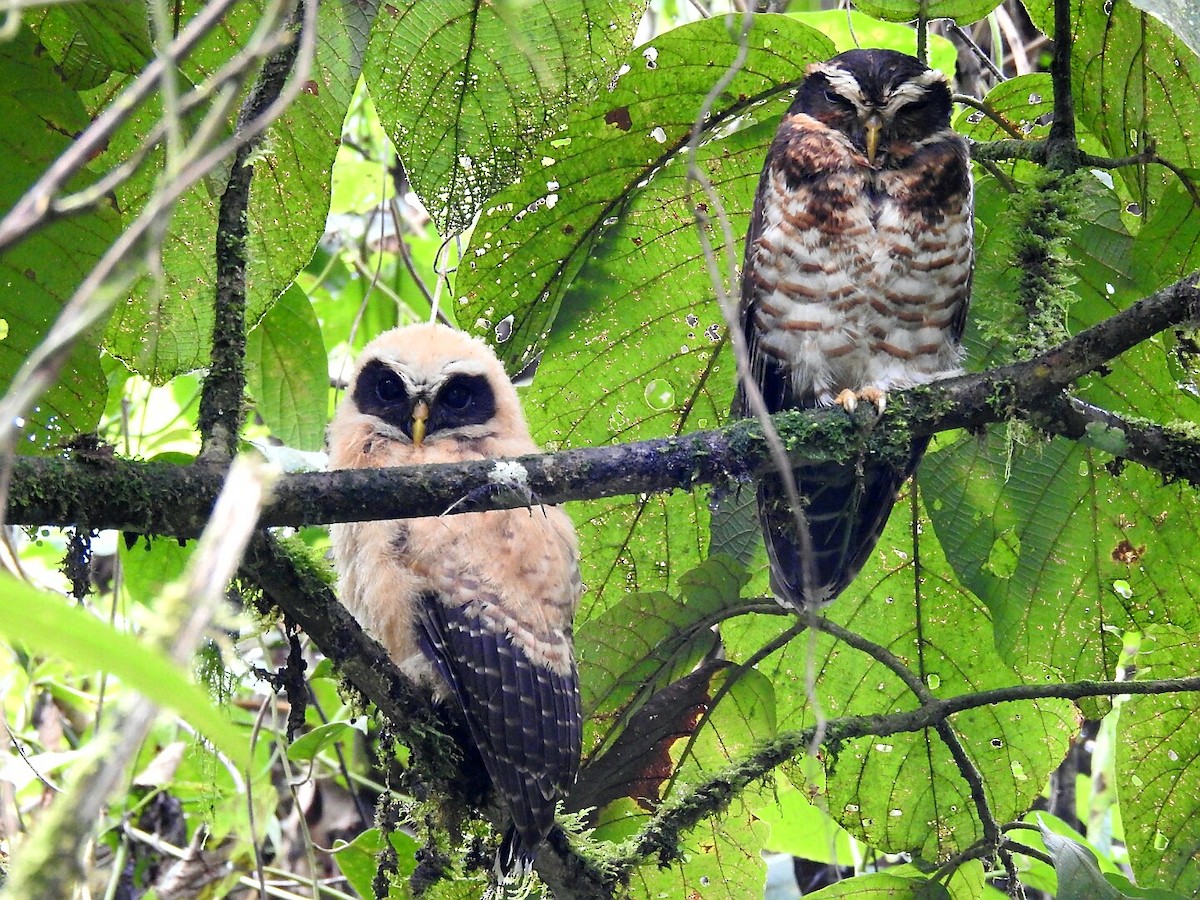 pulsatrix melanota Band-bellied Owl (Pulsatrix melanota). Copyright T&J Wijpkema. – Birds of  Bolivia main image 0