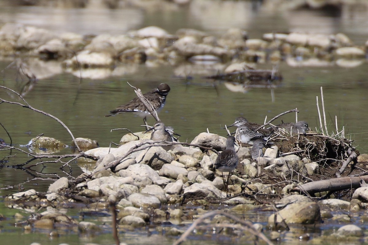 Curlew Sandpiper - ML178105441