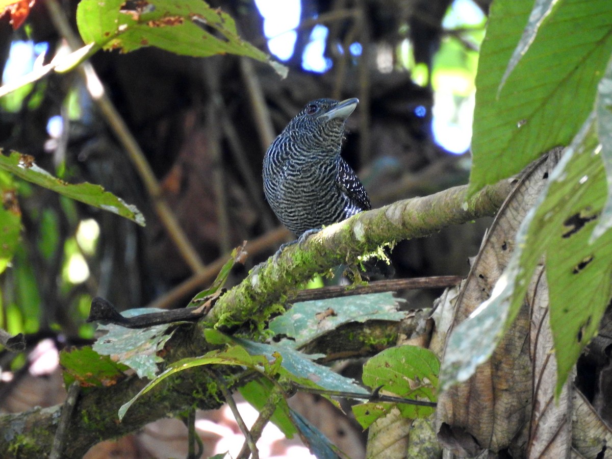 Fasciated Antshrike - ML178105731