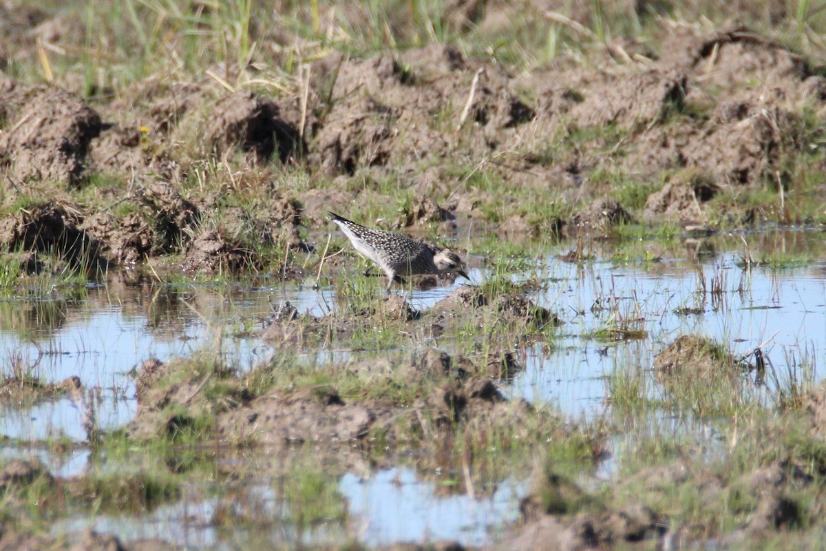 American Golden-Plover - ML178106201