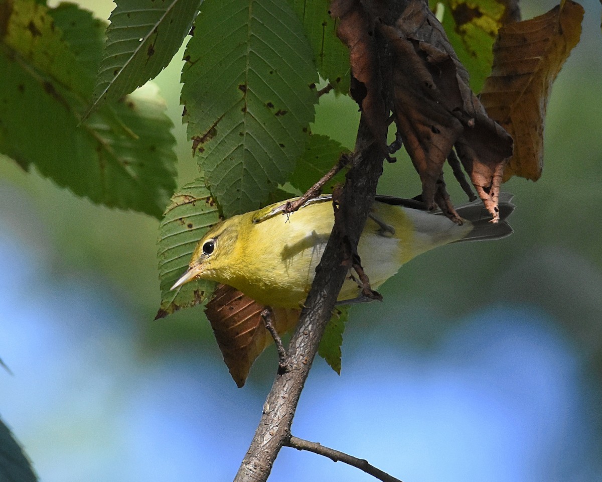 Tennessee Warbler - ML178106571