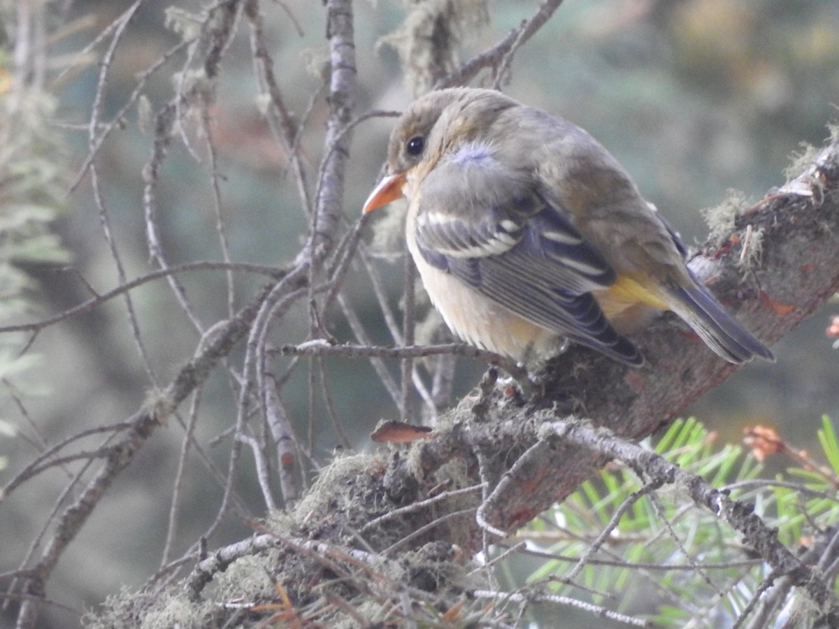 Western Tanager - ML178106711