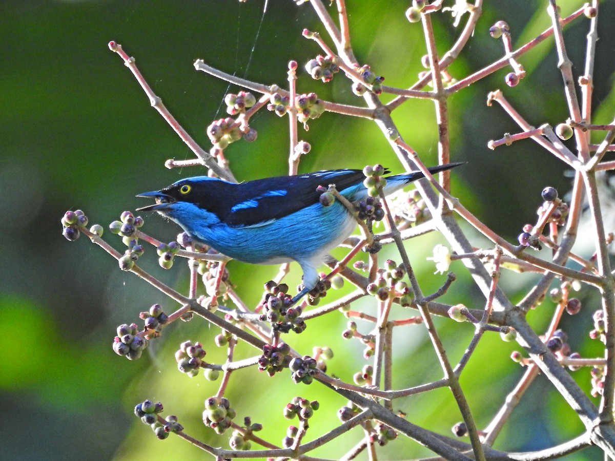 Black-faced Dacnis - ML178106901