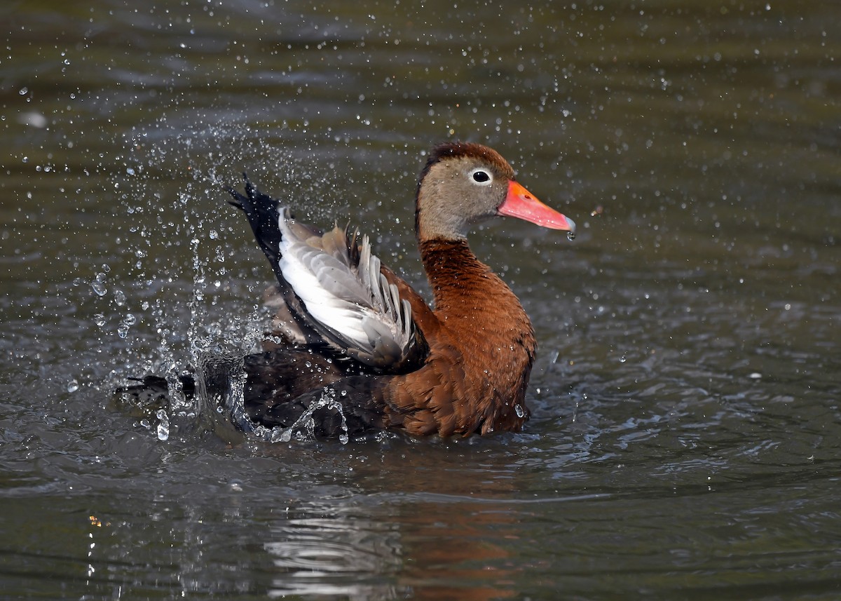 Black-bellied Whistling-Duck - ML178107271