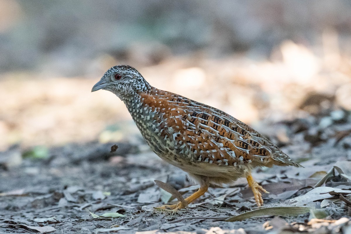 Painted Buttonquail - ML178107651