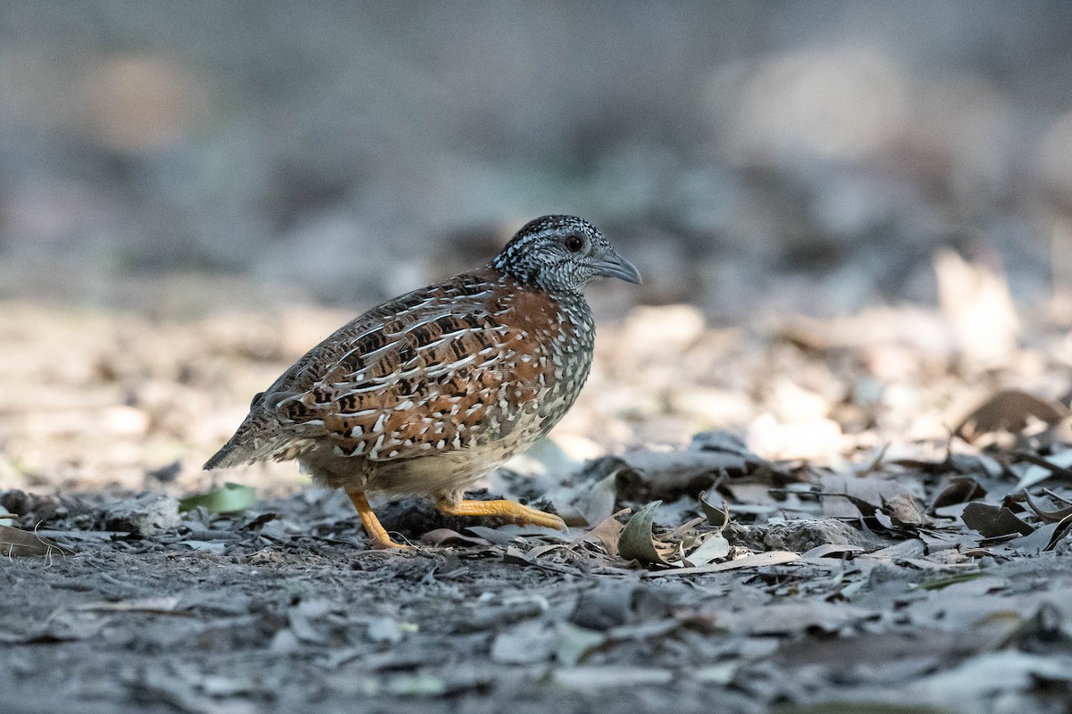 Painted Buttonquail - ML178107671