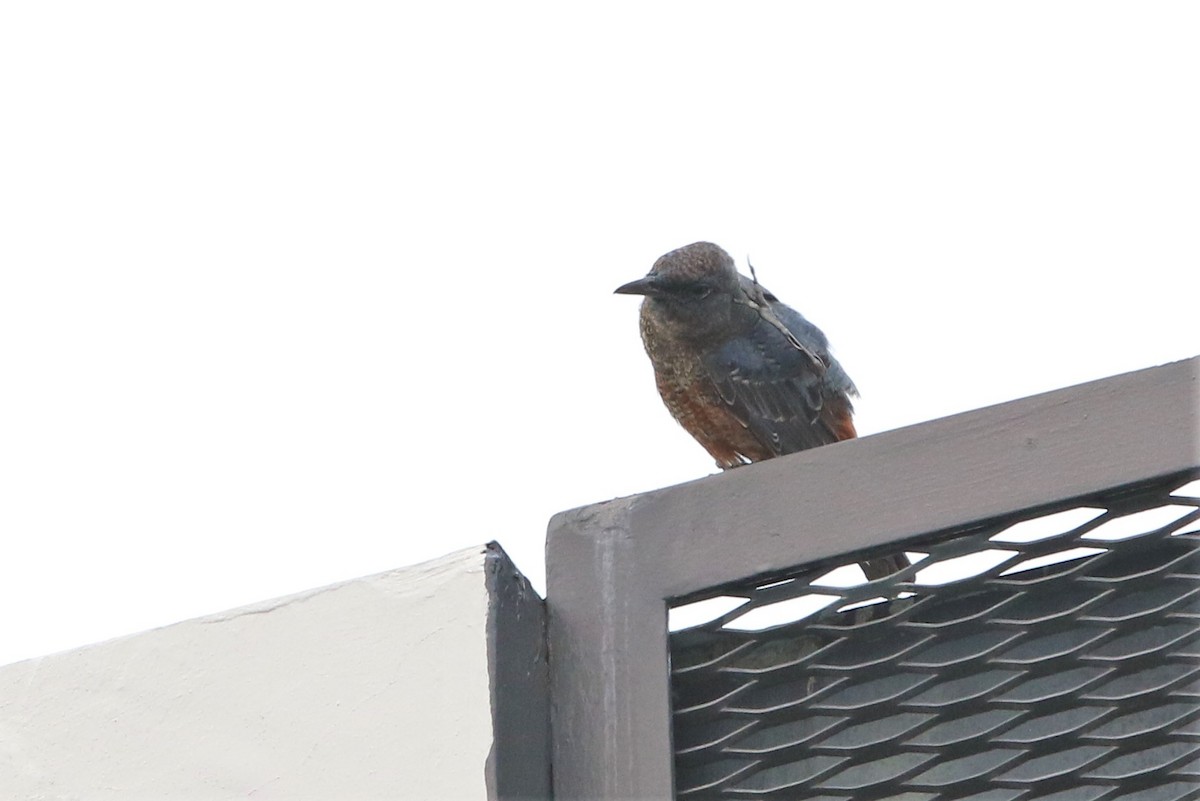 Blue Rock-Thrush - Fadzrun A.