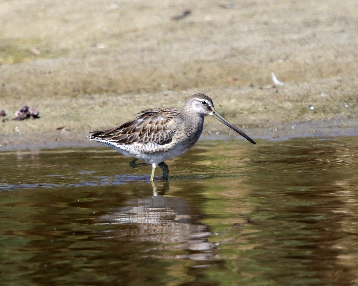 Long-billed Dowitcher - ML178109271