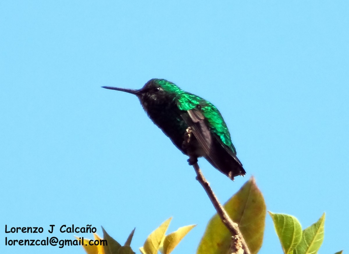 Narrow-tailed Emerald - Lorenzo Calcaño