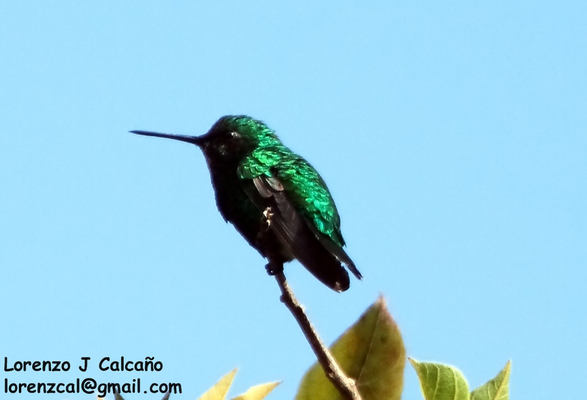 Narrow-tailed Emerald - Lorenzo Calcaño