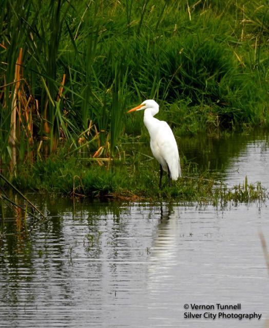 Great Egret - Vern Tunnell