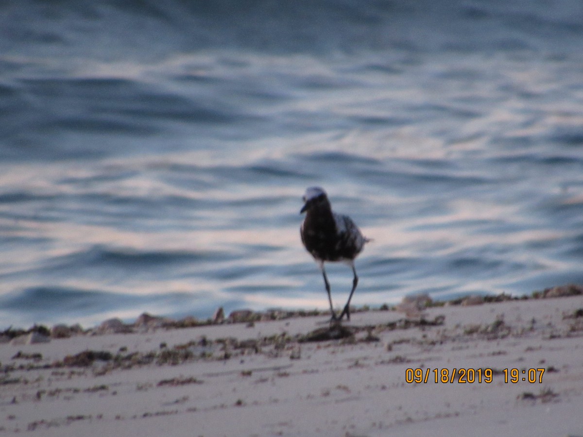 Black-bellied Plover - Vivian F. Moultrie