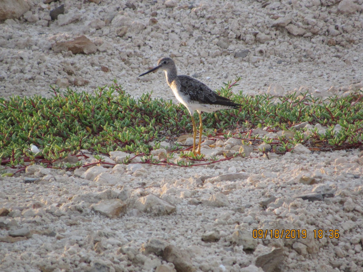 Greater Yellowlegs - ML178110411