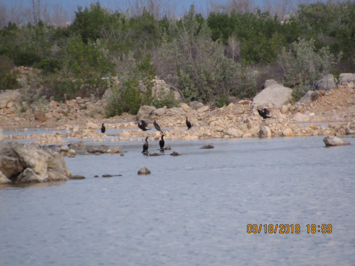 Neotropic Cormorant - Vivian F. Moultrie