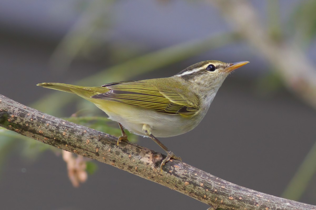 Eastern Crowned Warbler - Paul Hyde